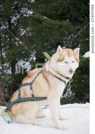 one dog Husky sitting on snow alone 25405466