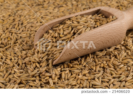 natural oat grains background, closeup natural oat grains background, closeup 25406020