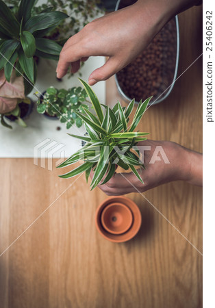 Indoor gardening Indoor gardening 25406242