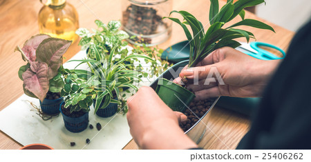 室內園藝 25406262