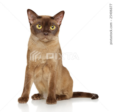 Burmese burma cat 25406877
