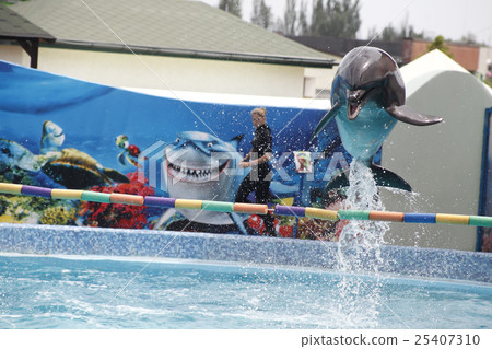 cute dolphins during a speech at the dolphinarium 25407310