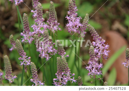 Turbo花 Turbo花 25407528