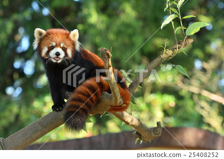 小熊貓 25408252