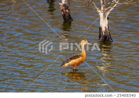 Lesser Whistling-ducks Dendrocygna javanica 25408340