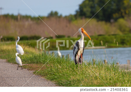 Painted stork, Mycteria leucocephala Painted stork, Mycteria leucocephala 25408361