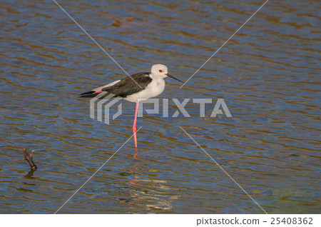 Black-winged Stilt (Himantopus himantopus) Black-winged Stilt (Himantopus himantopus) 25408362