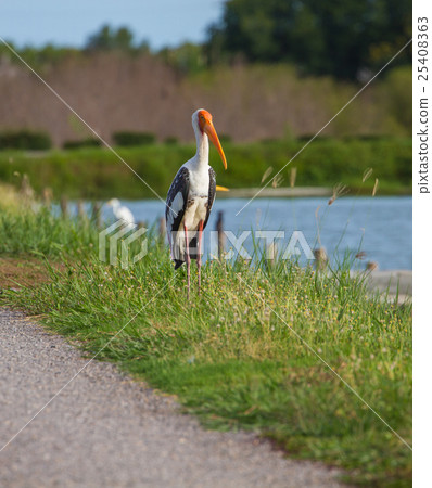 Painted stork, Mycteria leucocephala Painted stork, Mycteria leucocephala 25408363