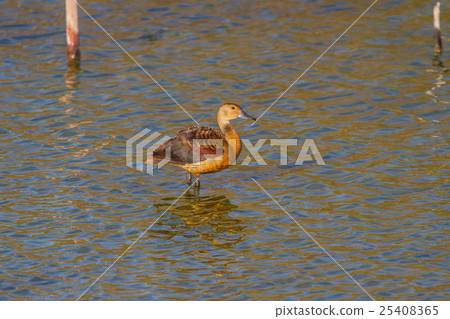 Lesser Whistling-ducks Dendrocygna javanica Lesser Whistling-ducks Dendrocygna javanica 25408365