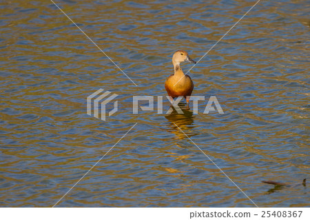 Lesser Whistling-ducks Dendrocygna javanica 25408367