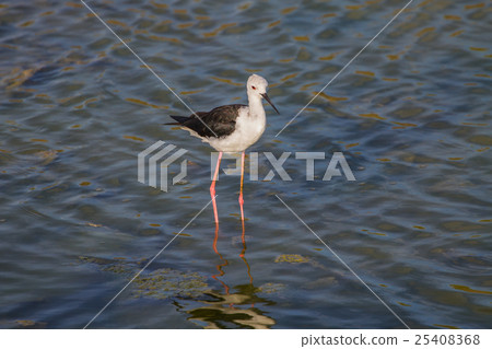 Black-winged Stilt (Himantopus himantopus) 25408368