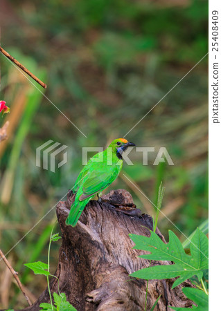 Golden-fronted leafbird on the branch 25408409