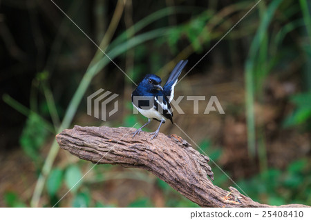 Oriental Magpie Robin bird Oriental Magpie Robin bird 25408410