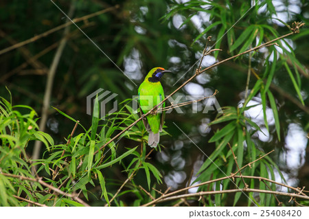 Golden-fronted leafbird on the branch 25408420