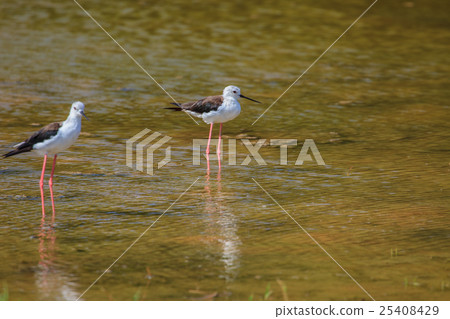 Black-winged Stilt (Himantopus himantopus) 25408429