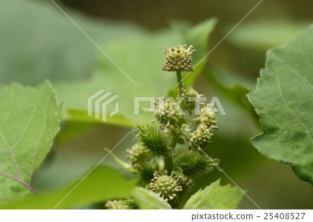 Natural plants Oononomomi, rounds are male flowers and mussels are female flowers. A threadlike thing coming out of a female flower is a capital head Natural plants Oononomomi, rounds are male flowers and mussels are female flowers. A threadlike thing coming out of a female flower is a capital head 25408527