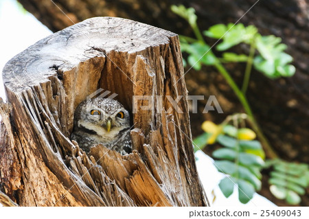 Spotted Owlet (Athene Brama) in tree hollow 25409043