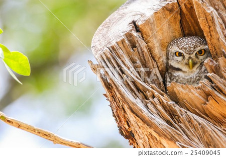 Spotted Owlet (Athene Brama) in tree hollow 25409045