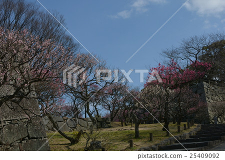 Fukuoka castle ruined plum blossoms 25409092