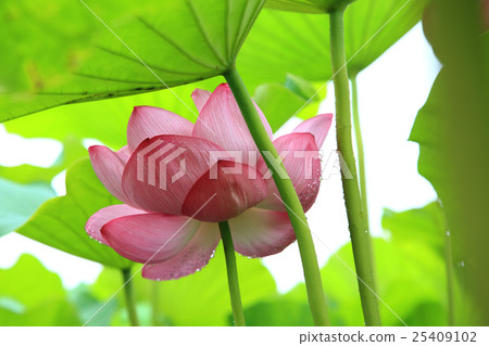 Lotus flower Lotus flower 25409102