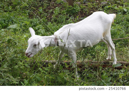 Goat in a drawstring field 25410766