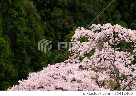 Cherry blossoms (19) Cherry blossoms (19) 25411469