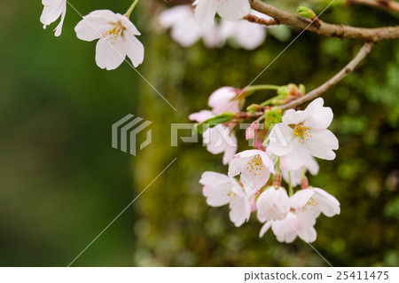 櫻花（25） 25411475