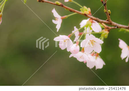 櫻花（26） 25411476