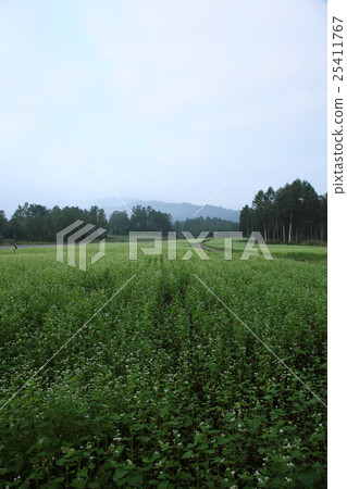 在Kinzoe Kaida Kogen的蕎麥領域 25411767