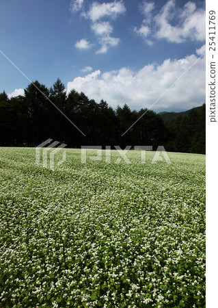 Buckwheat field at Kinzoe Kaida Kogen Buckwheat field at Kinzoe Kaida Kogen 25411769
