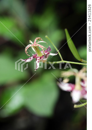 Yamahototogisu of red-colored spots Yamahototogisu of red-colored spots 25411826