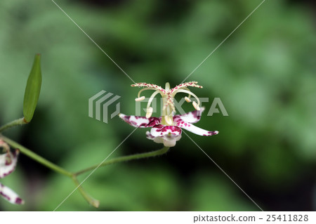 Yamahototogisu quietly blooming 25411828