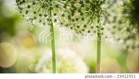Beautiful White Allium circular globe shaped Beautiful White Allium circular globe shaped 25412351