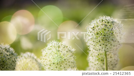 Beautiful White Allium circular globe shaped Beautiful White Allium circular globe shaped 25412365