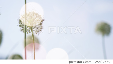 White Allium circular globe shaped flowers blow in 25412369