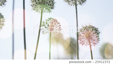 White Allium circular globe shaped flowers blow in White Allium circular globe shaped flowers blow in 25412372
