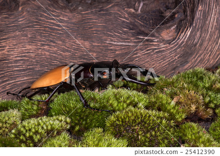 圖庫照片: stag beetle (odontolabis mouhoti ) male