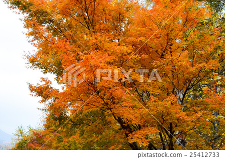 Bright autumn leaves Bright autumn leaves 25412733