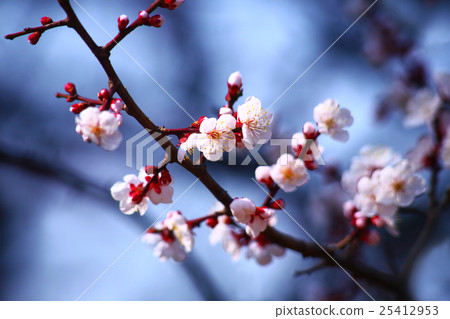 New year's pink plum blooming in the blue sky New year's pink plum blooming in the blue sky 25412953