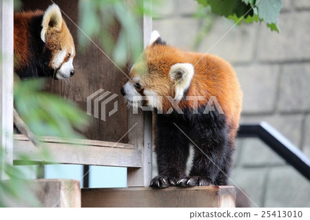 Lesser panda 25413010