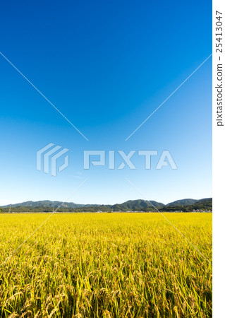 Vast rice paddies and blue sky at the harvest stage of Setouchi City, Okayama Prefecture 25413047