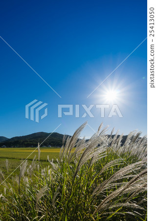 Landscape with sunburn shining sunshine and landscape of paddy field harvesting season 25413050