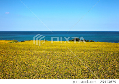 Rice field in the early fall of the Sea of Japan 25413679