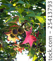 The arrival of autumn 25413793