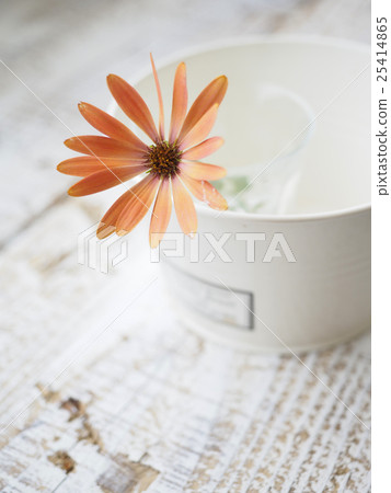Orange flower 25414865