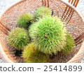Chestnut into the basket 25414899
