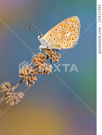 Common Blue (Polyomathus icarus) butterfly Common Blue (Polyomathus icarus) butterfly 25415493