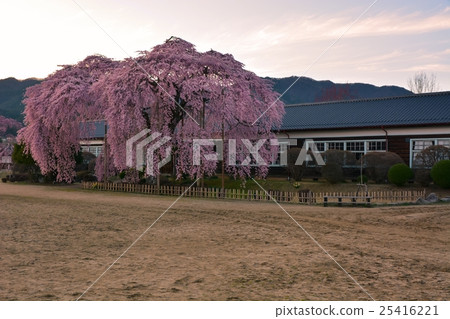 Cherry blossoms and old school building (10) Cherry blossoms and old school building (10) 25416221