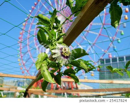 Passion fruit blooming in Odaiba 25417824
