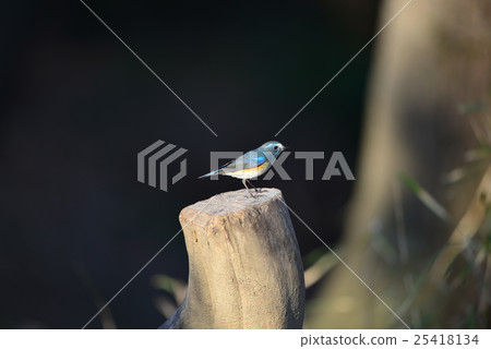 Ruribitaki stopping at stumps A17 25418134